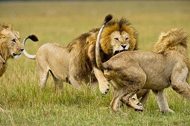 《Coffee Talk》开启优惠活动 特卖收益将捐给去世主创家人